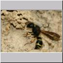 E-Odynerus spinipes w18 beim Schornsteinbau.jpg